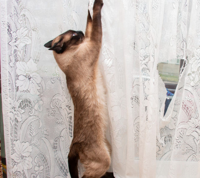 cat scratching sheer curtains 1140x570 (2)